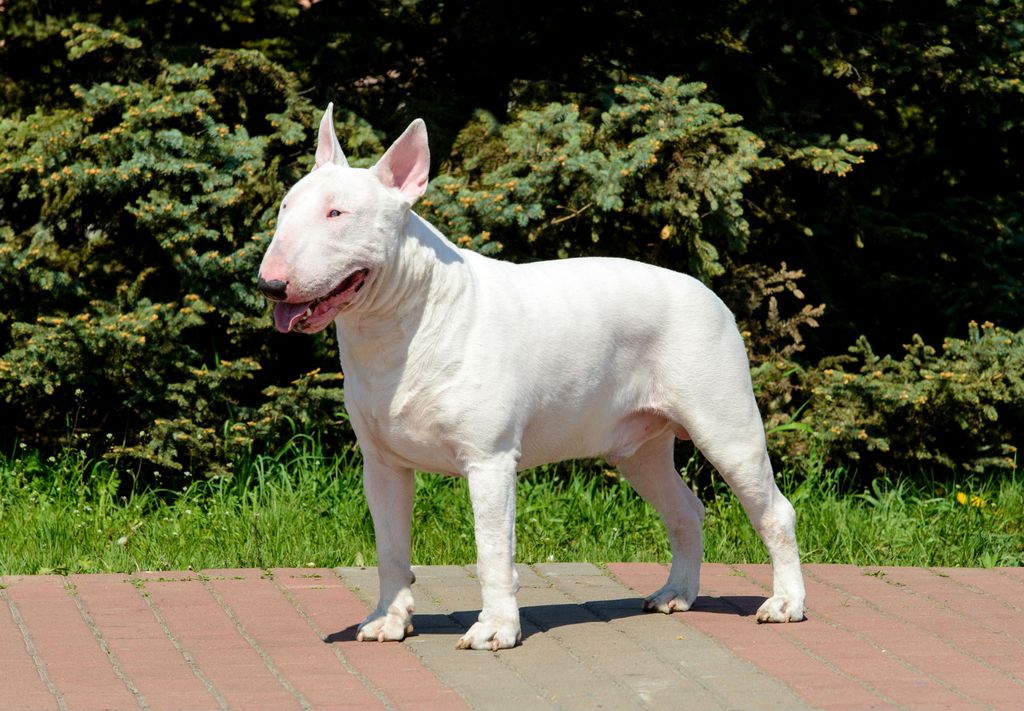 Bull terijer
