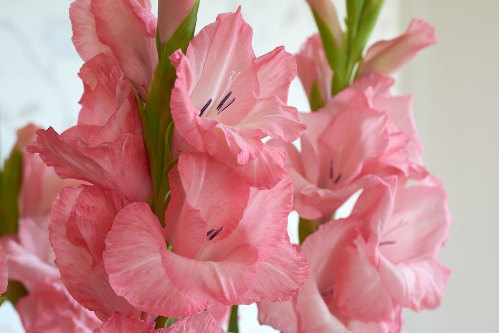 Gladiole