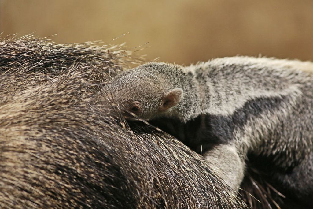 Bebe u zoološkom (Foto: ZOO Zagreb) - 2