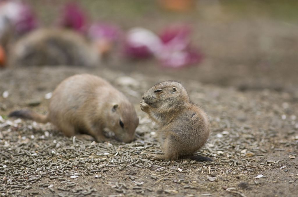 Bebe u zoološkom (Foto: ZOO Zagreb) - 2