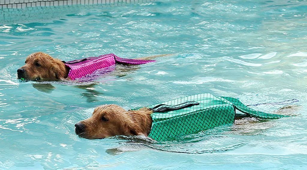 Prsluk koji psa pretvara u sirenu