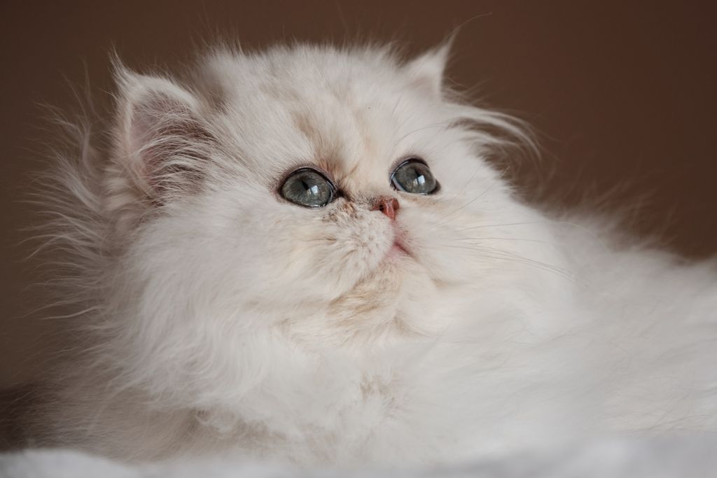 Perzijska mačka jedna je od najstarijih pasmina na svijetu - 3