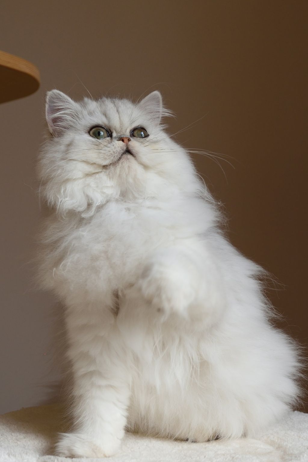 Perzijska mačka jedna je od najstarijih pasmina na svijetu