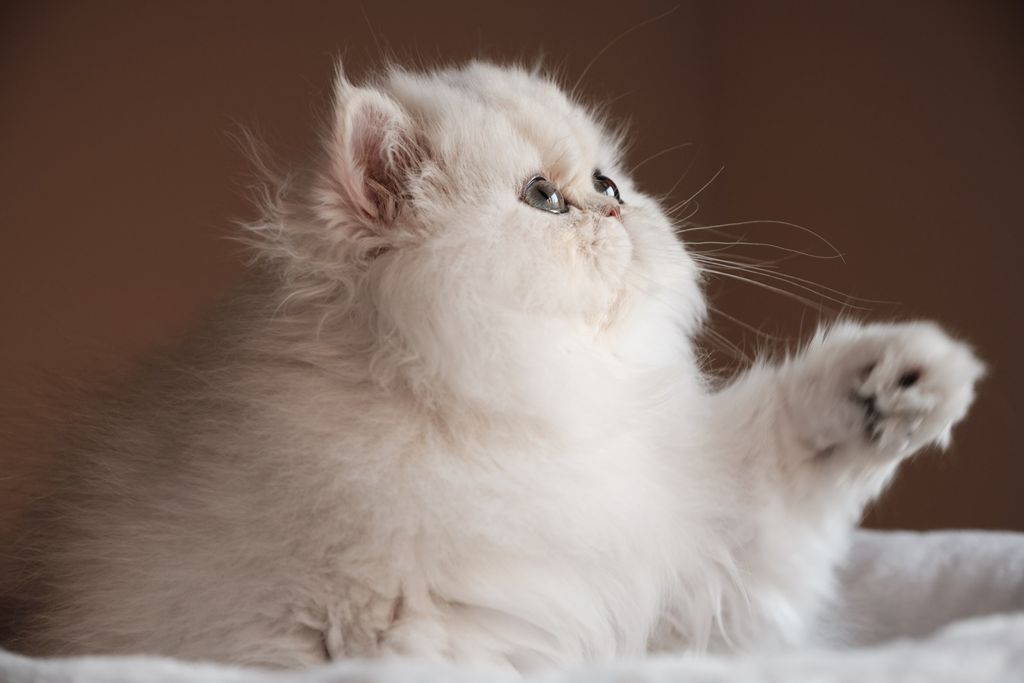 Perzijska mačka izgleda raskošno i ponaša se kao da je toga svjesna