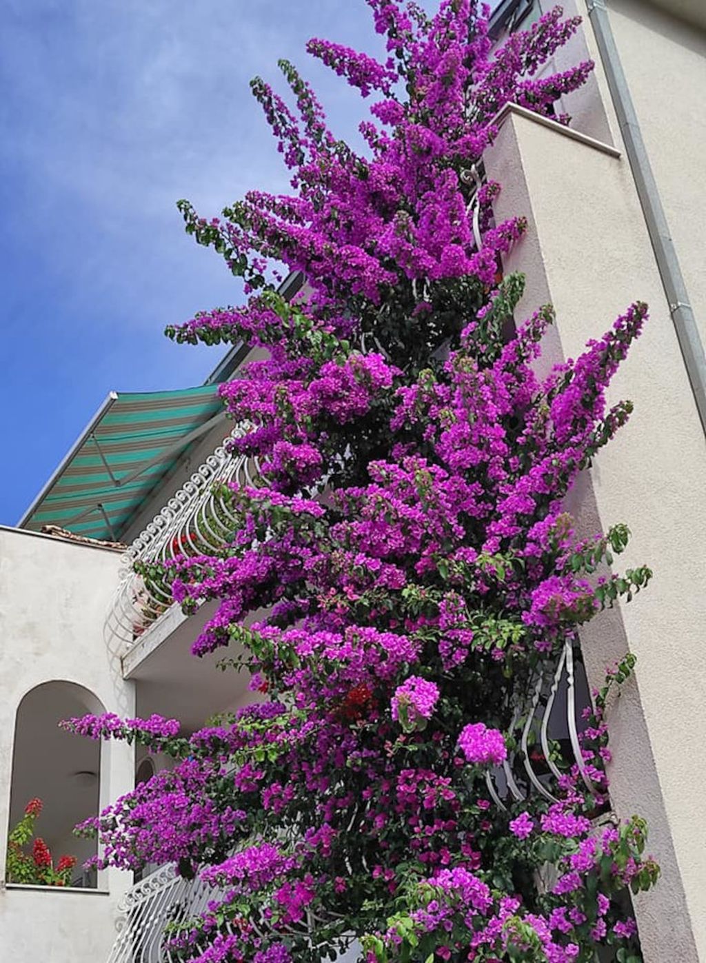 Denis Bojčić iz Splita strastveni je uzgajivač bugenvilija, hibiskusa i ostalog bilja - 1