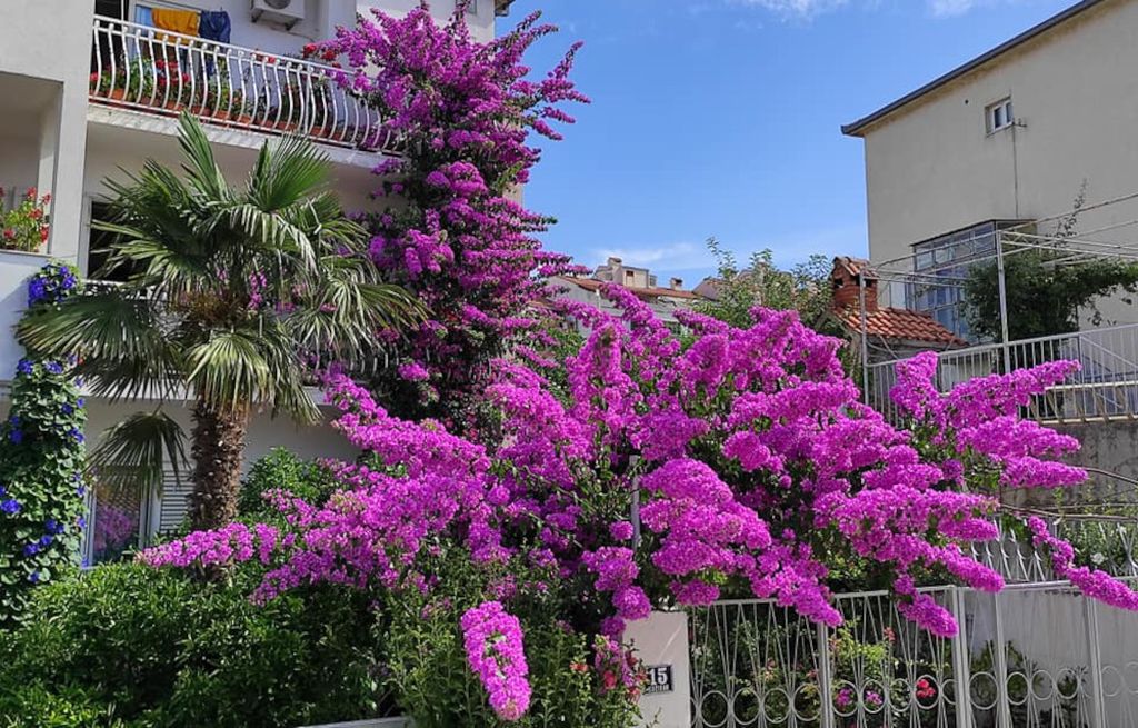 Denis Bojčić iz Splita strastveni je uzgajivač bugenvilija, hibiskusa i ostalog bilja - 3