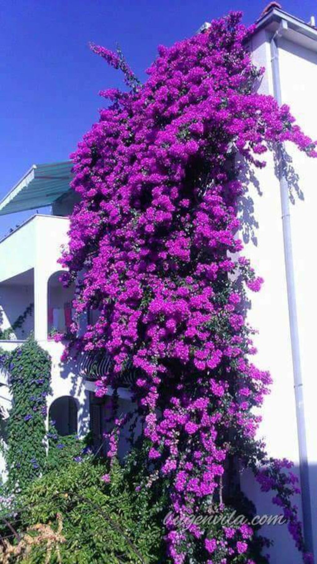 Veličanstvena bugenvilija koja krasi Denisovu kuću oduševljava i domaće i turiste