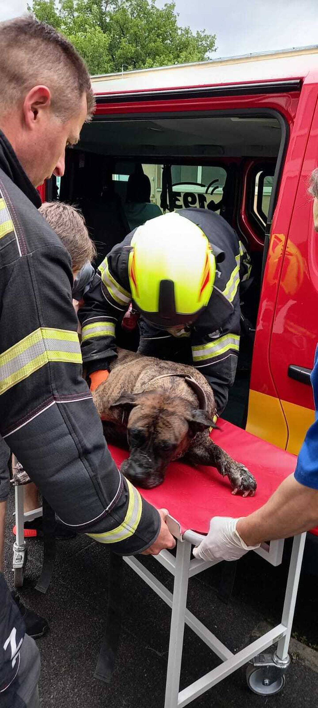 Spašavanje psa nakon požara