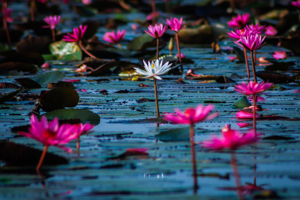 Iznajmite čamac i veslajte po ovoj prekrasnoj rijeci prepunoj lotosa