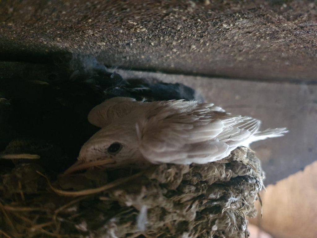 Albino lastavica