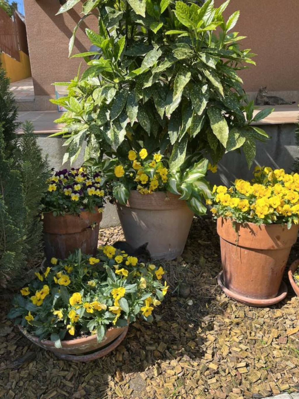 Dvorište s bazenom u Smederevu u kojem obitelj Krstić provede cijelo ljeto - 9