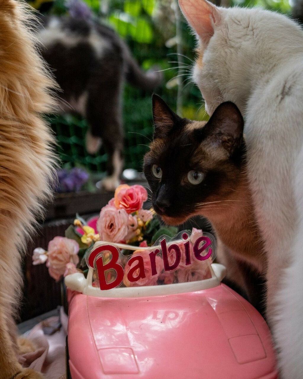 Barbie mjesec u Cat Caffeu Zagreb - 1