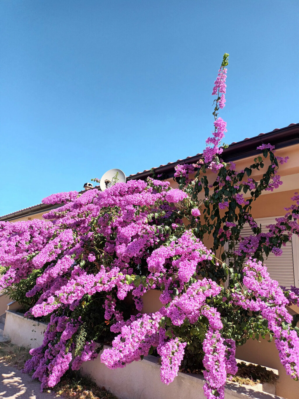 Bugenvilija koja raste u Privlaci kod Zadra ovo ljeto nadmašila je samu sebe
