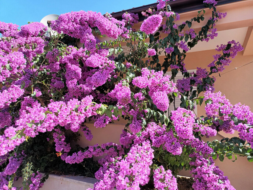 Bugenvilija u Privlaci blizu Zadra ovo ljeto nadmašila je samu sebe - 6