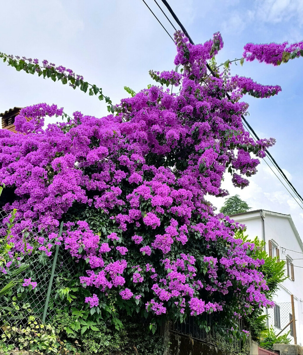 Prekrasna bugenvilija u Opatiji