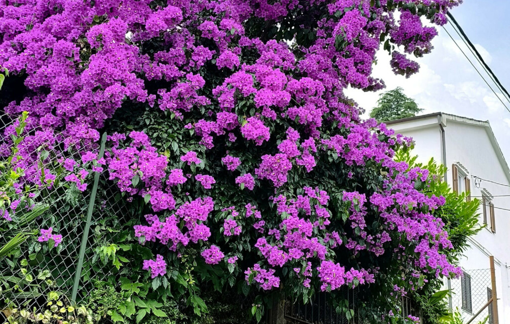 Prve ovogodišnje fotografije bugenvilija naših čitateljica - 8