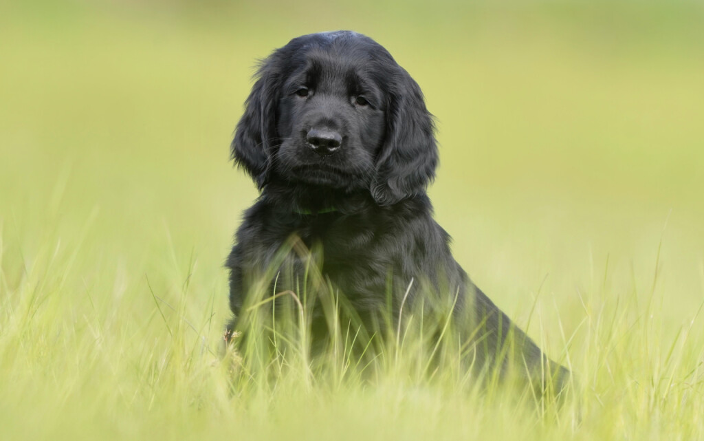 Štene ravnodlakog retrivera