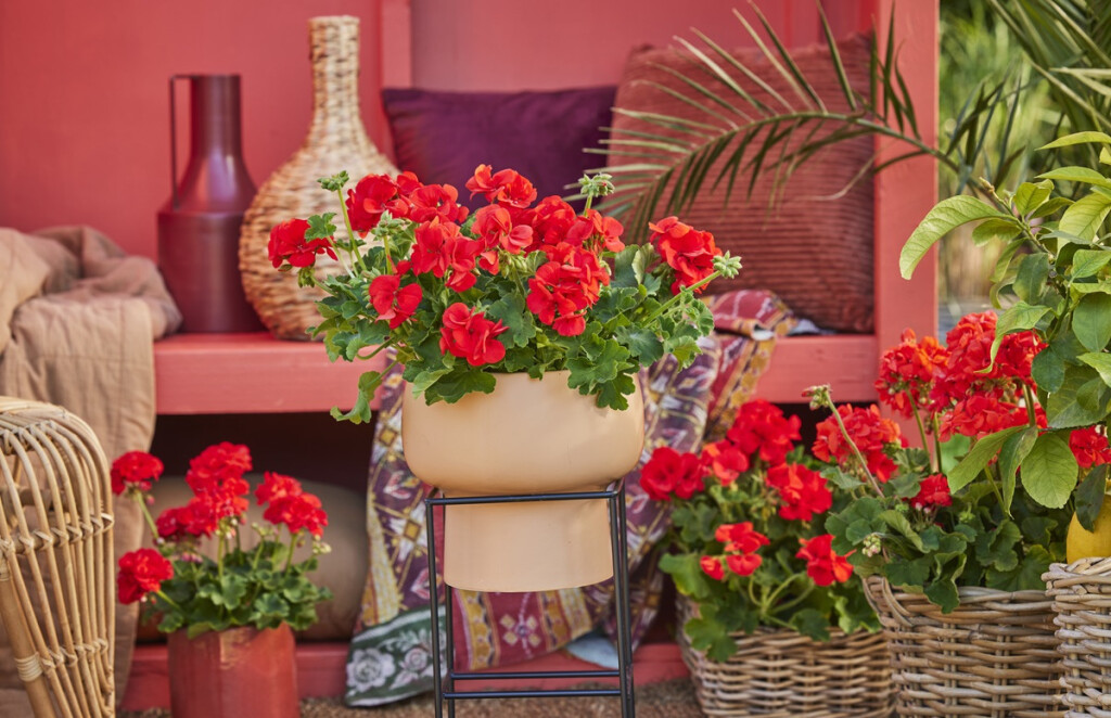 Pelargonije mogu izdržati intenzivna sunčana razdoblja i ekstremne vrućine - 6