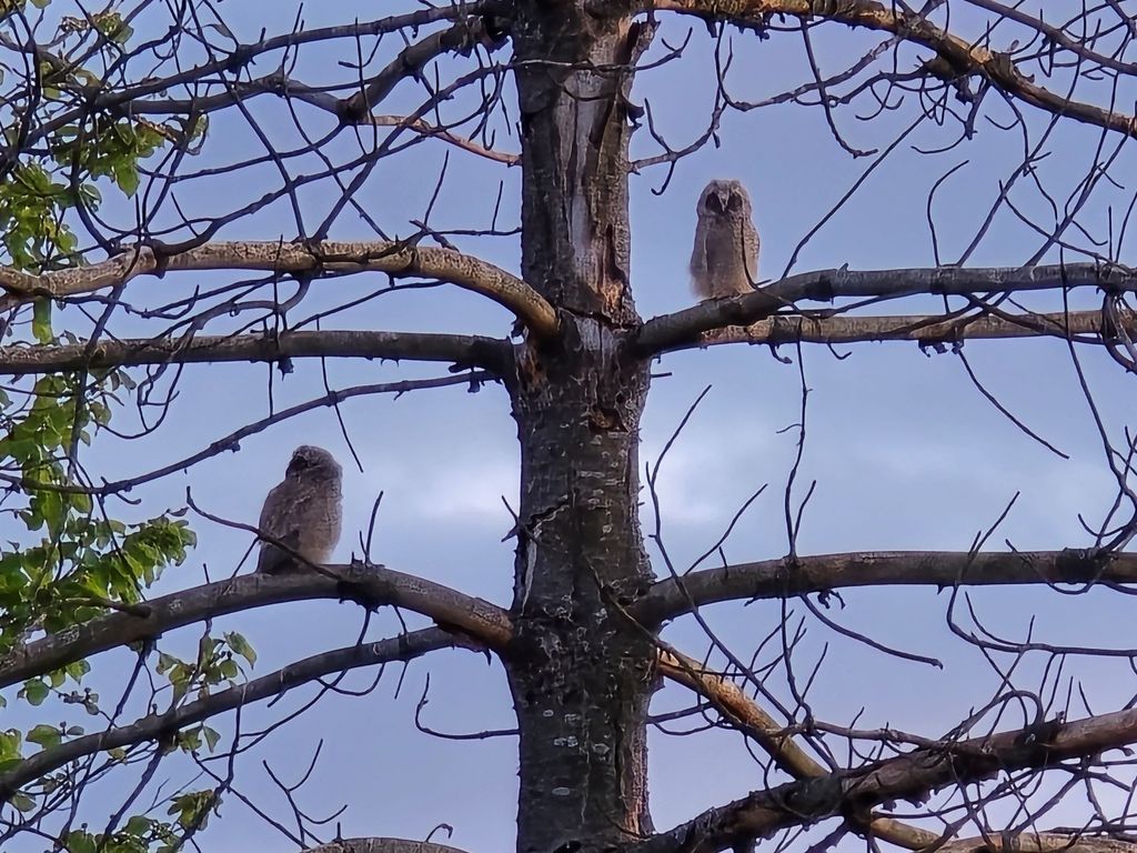 Samsung Galaxy S24 Ultra - recenzija - 5