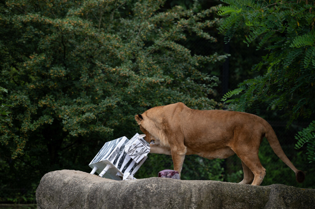 Lavice Ayana i Nyota iz zagrebačkog zoo vrta slave 19. rođendan - 2