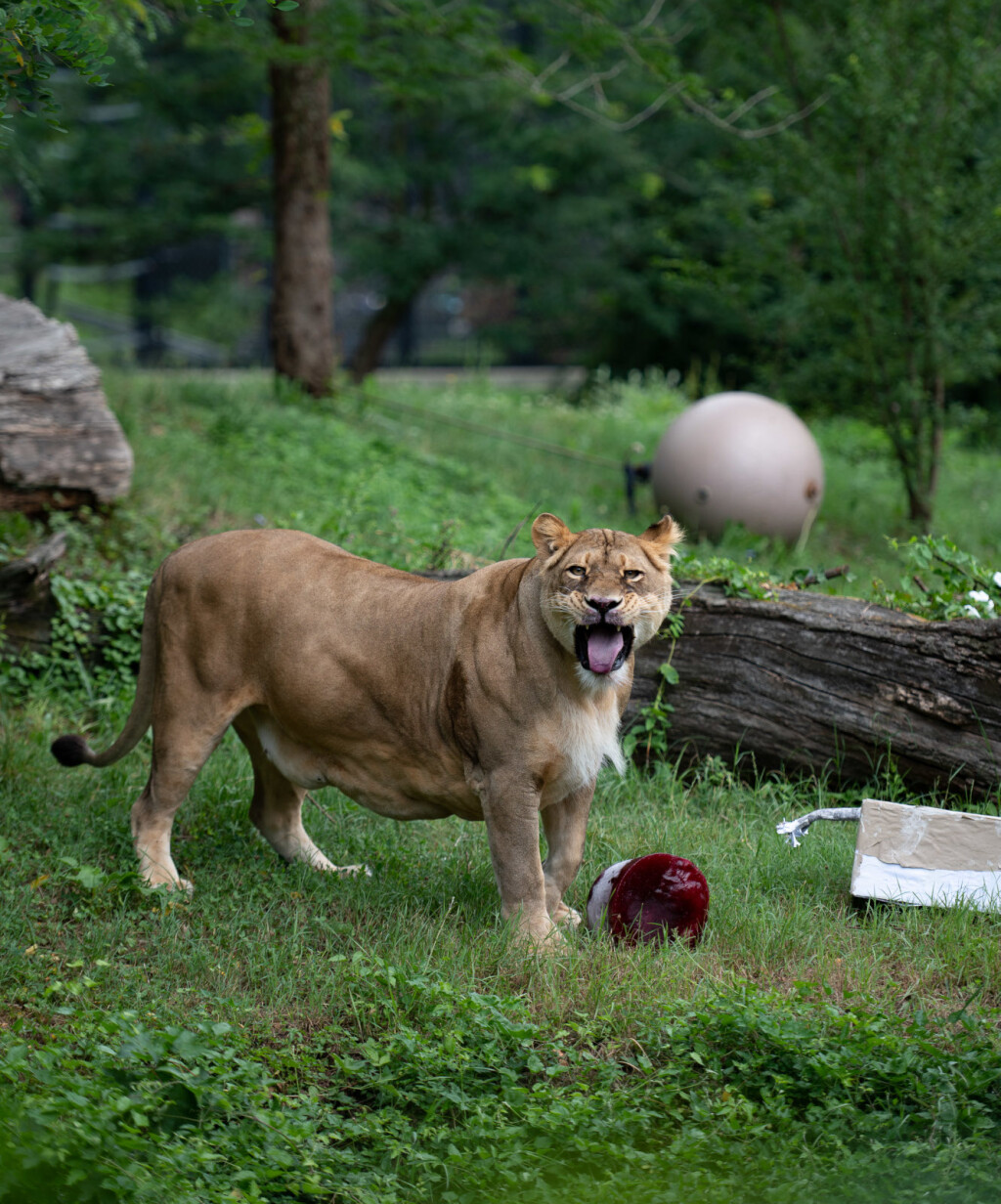 Lavice Ayana i Nyota iz zagrebačkog zoo vrta slave 19. rođendan - 6