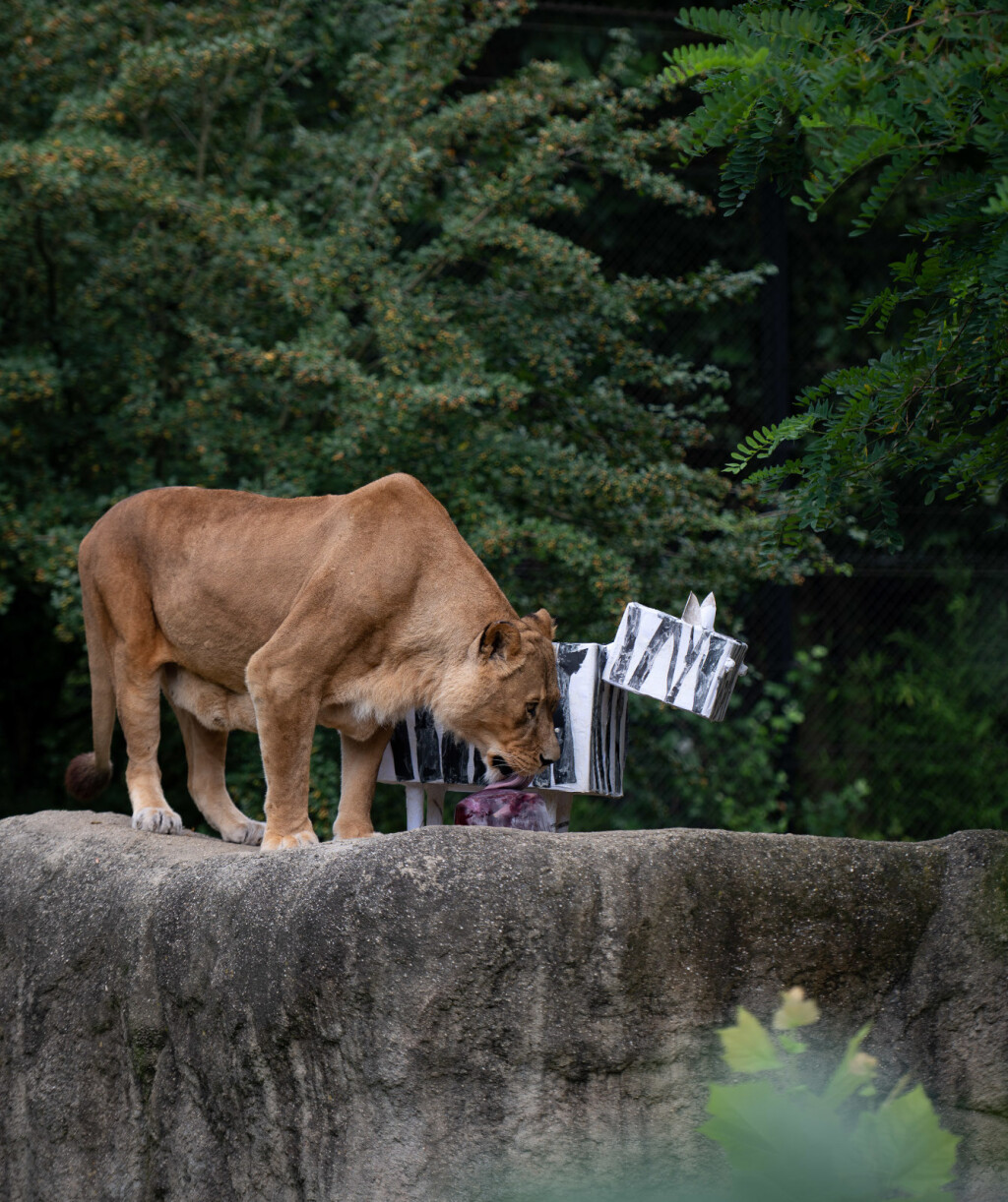 Lavice Ayana i Nyota iz zagrebačkog zoo vrta slave 19. rođendan - 7