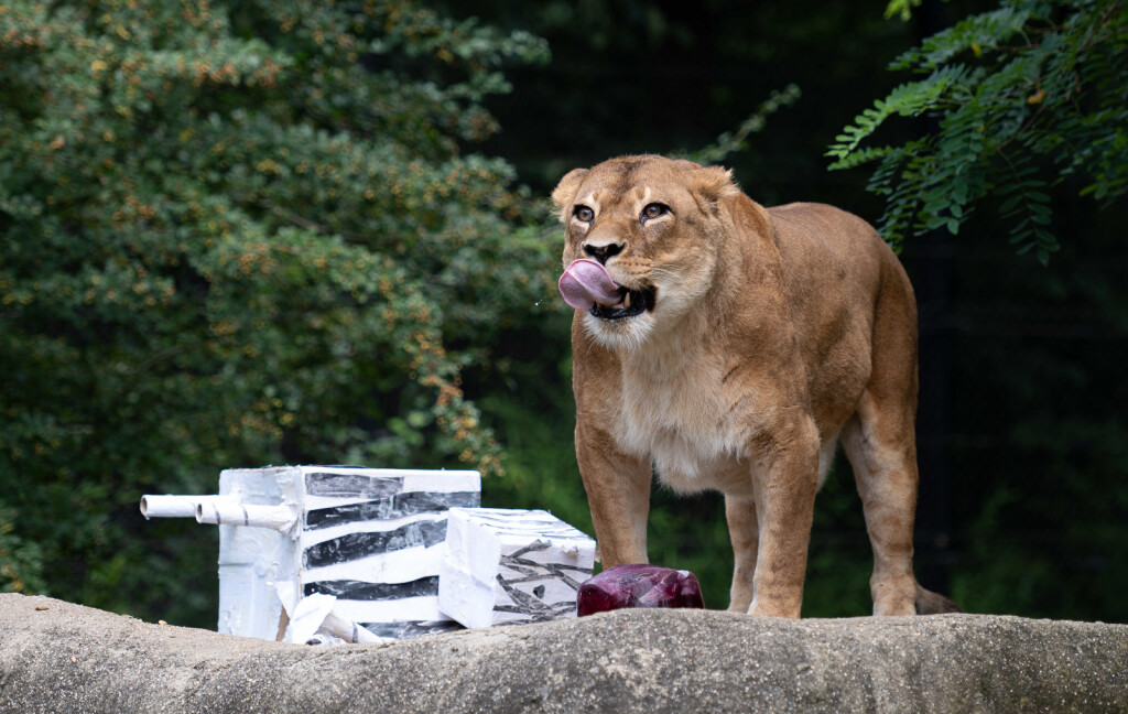 Lavice Ayana i Nyota iz zagrebačkog zoo vrta slave 19. rođendan - 9
