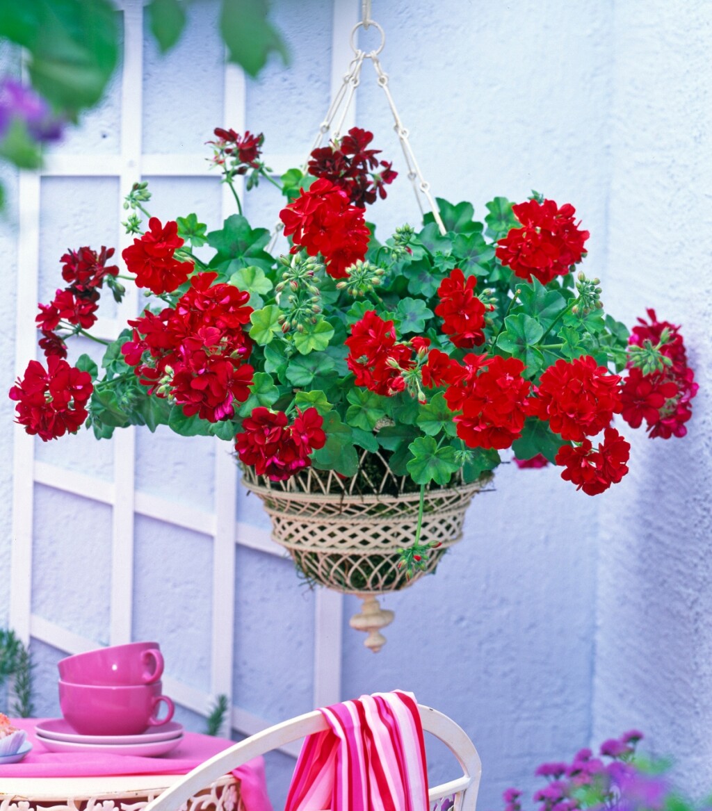 Pelargonija