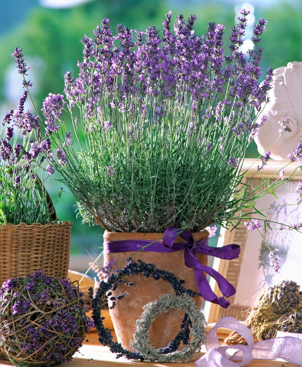 Lavanda