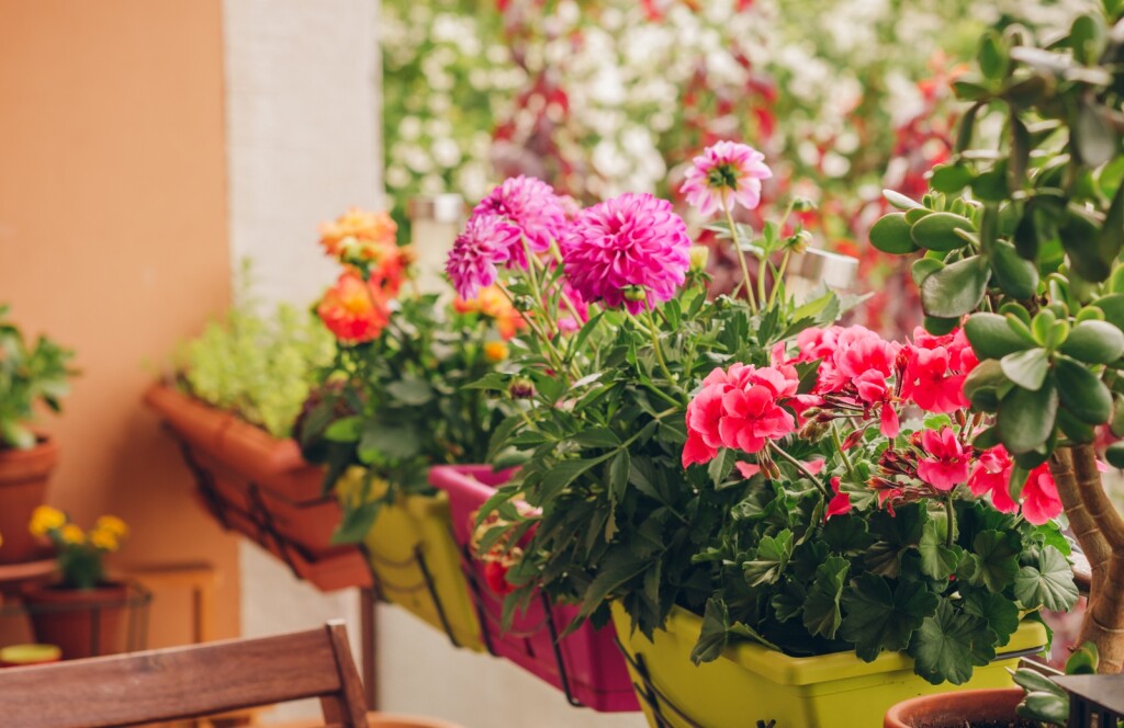 Ne treba sve cvijeće obilno zalijevati kada je vruće