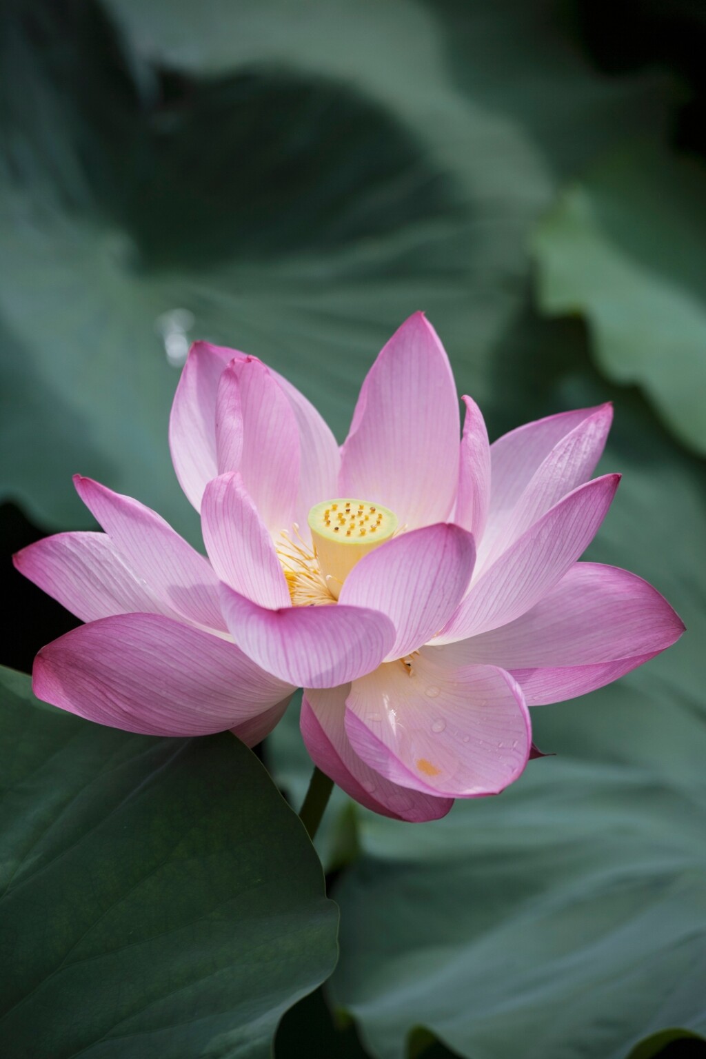 Lotus