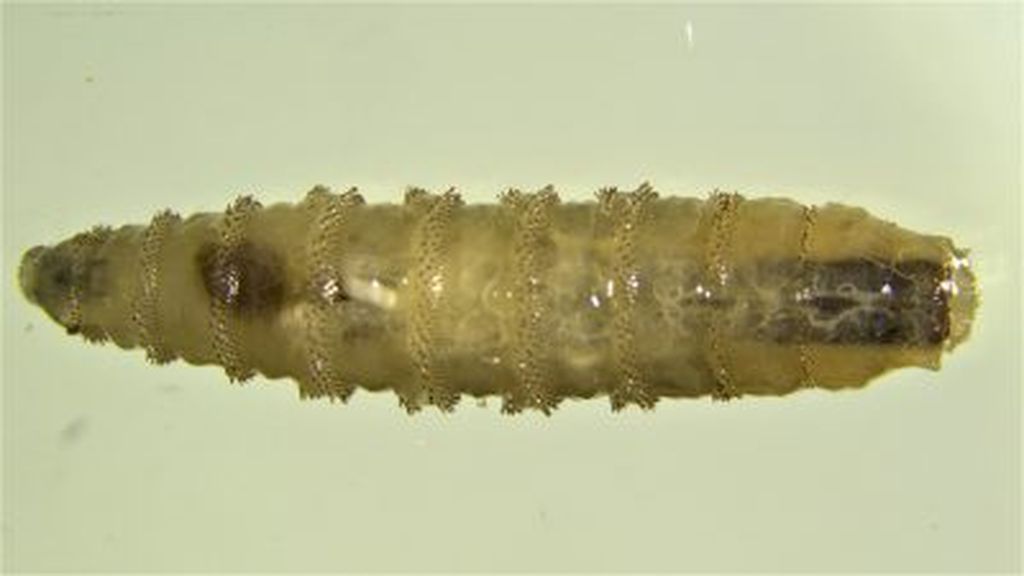 Cochliomyia hominivoraxa