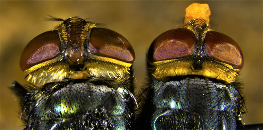 Cochliomyia hominivoraxa