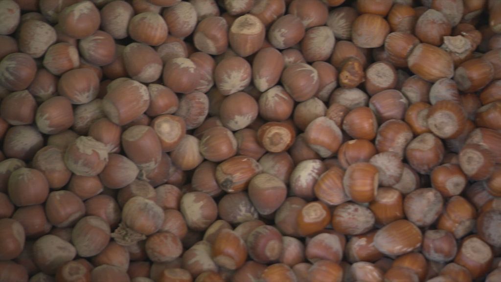 Smrdljivi martini pustoše nasade lijeske - 4