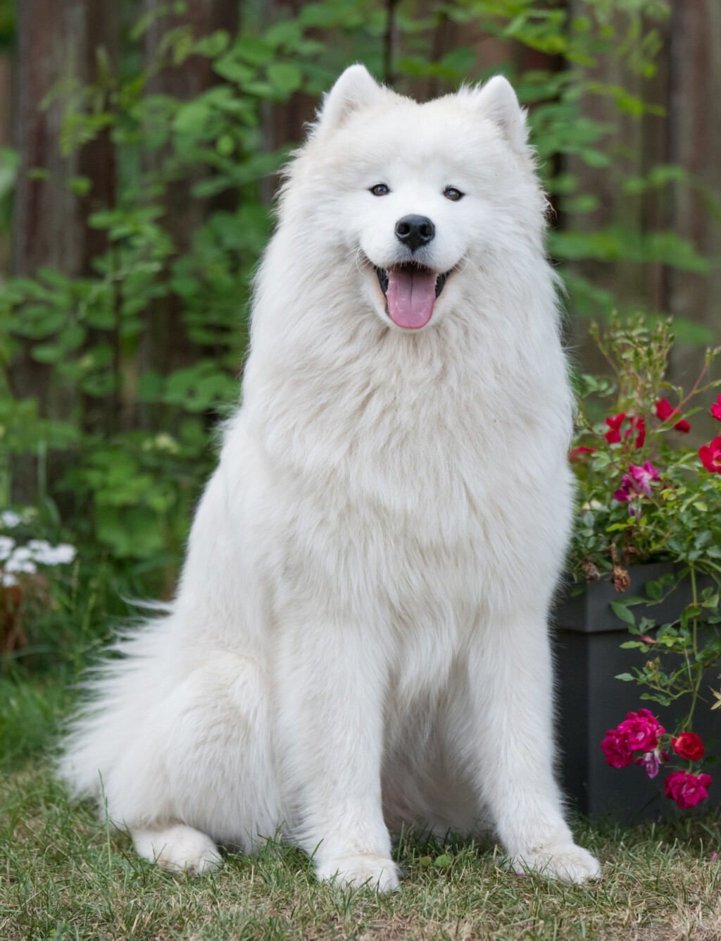 Samojed