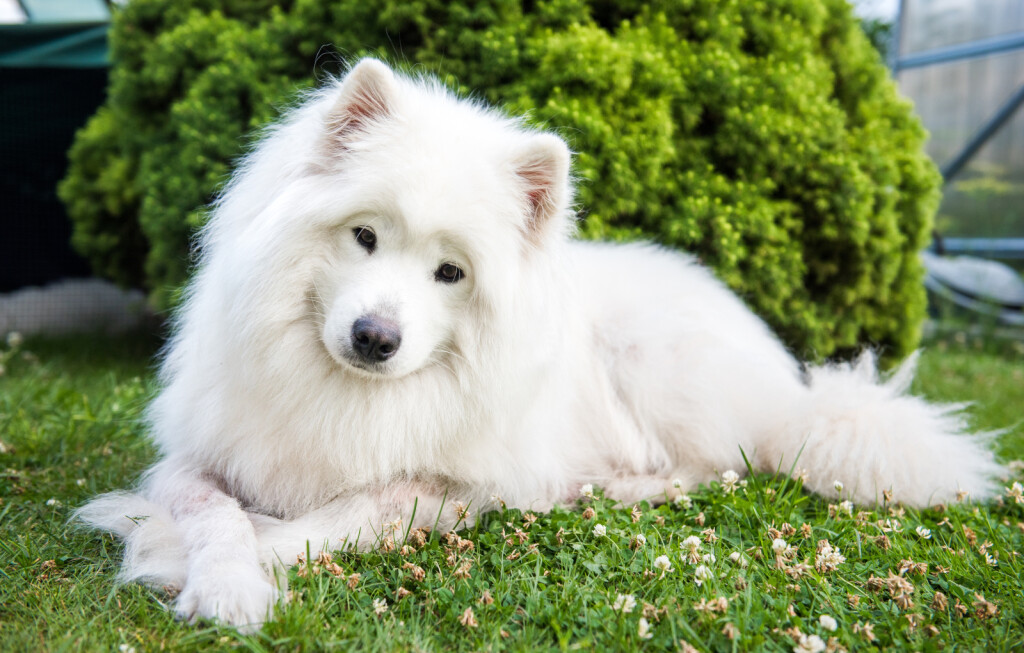 Samojed