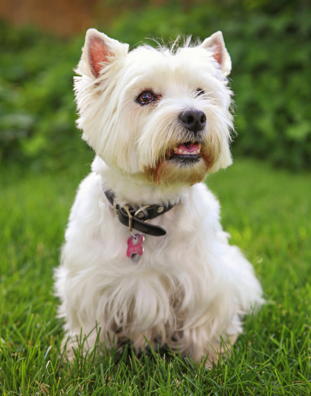 Zapadnoškotski bijeli terijer (Westie)