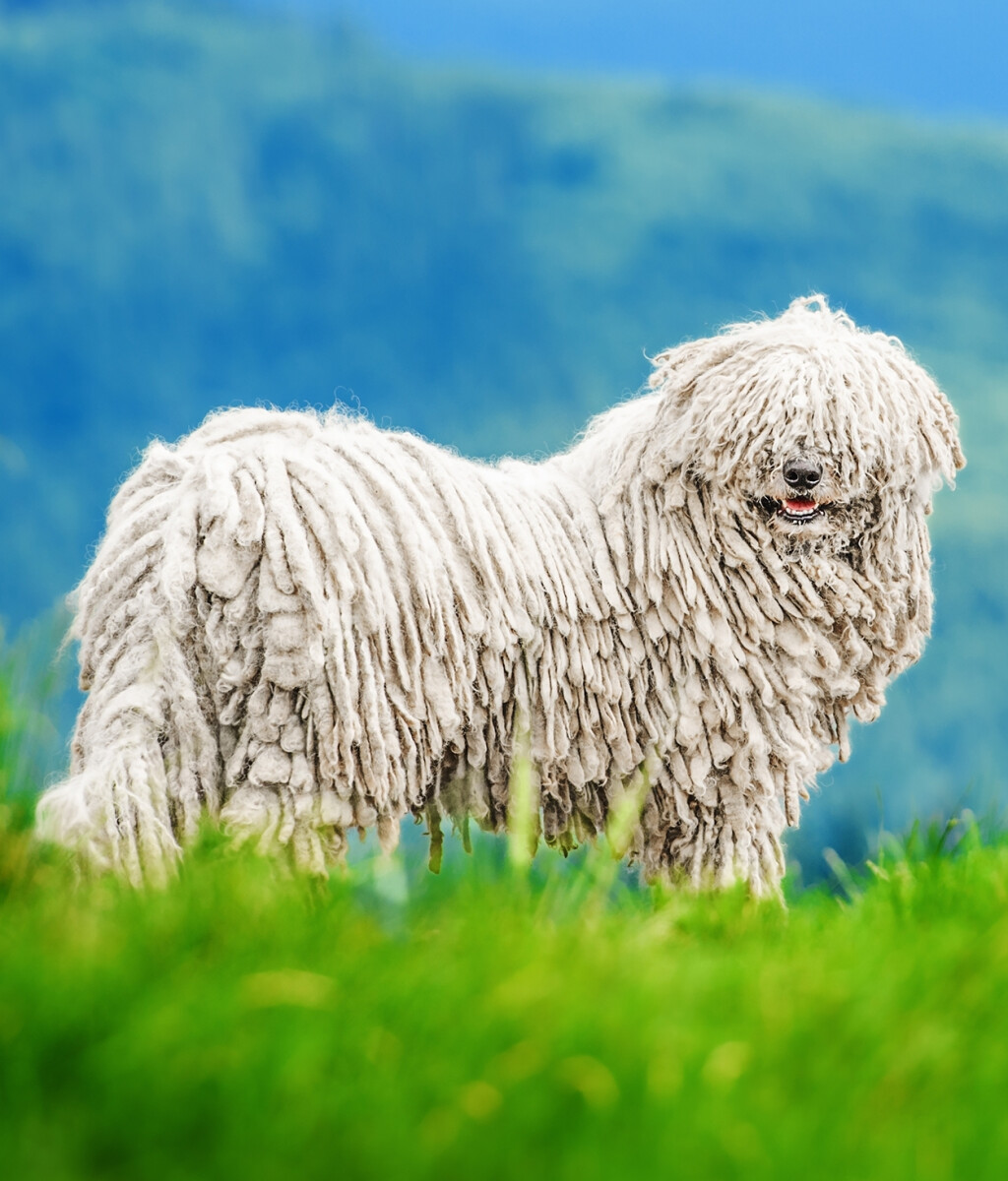 Komondor (mađarski ovčar)