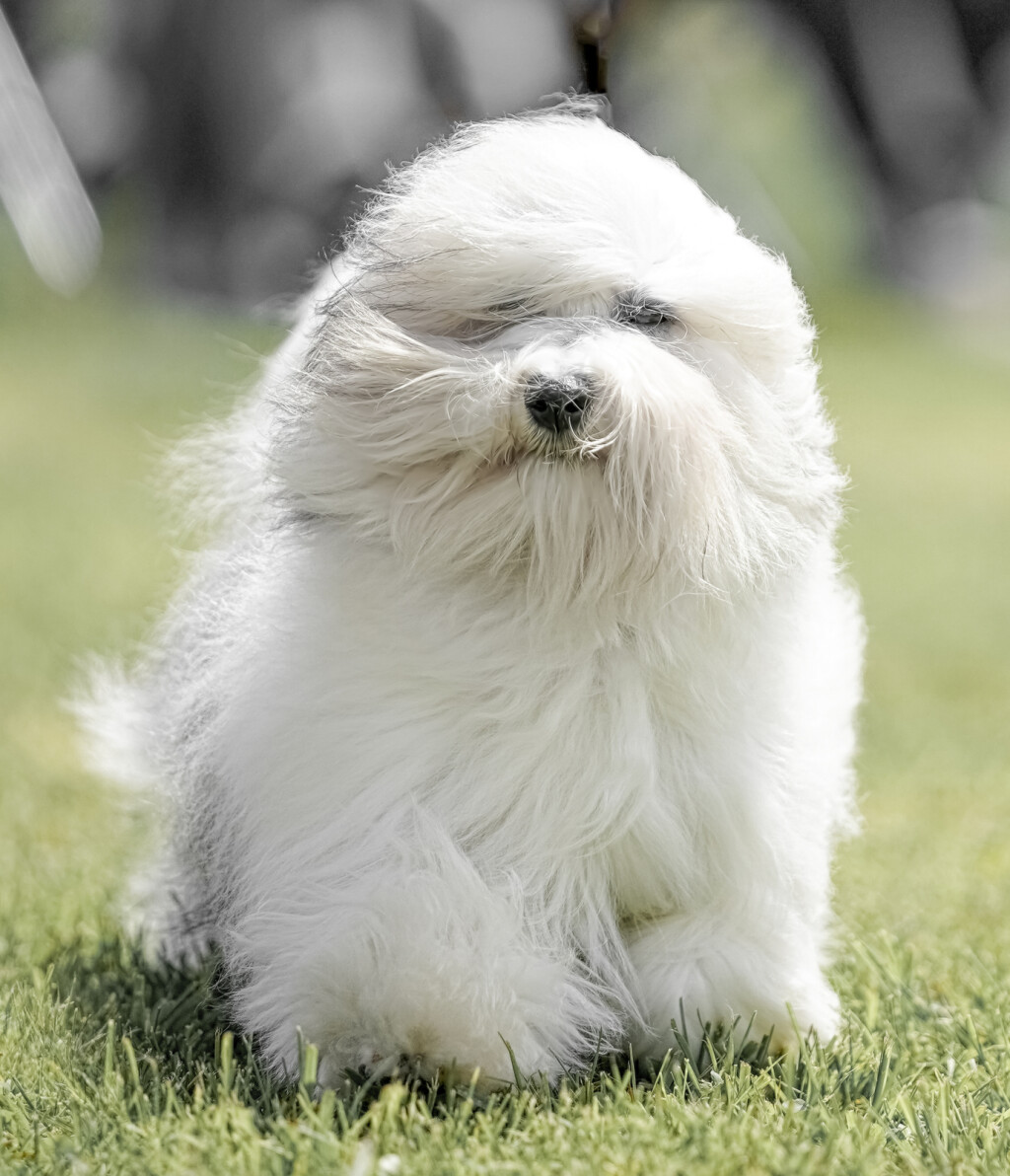 Coton de Tulear