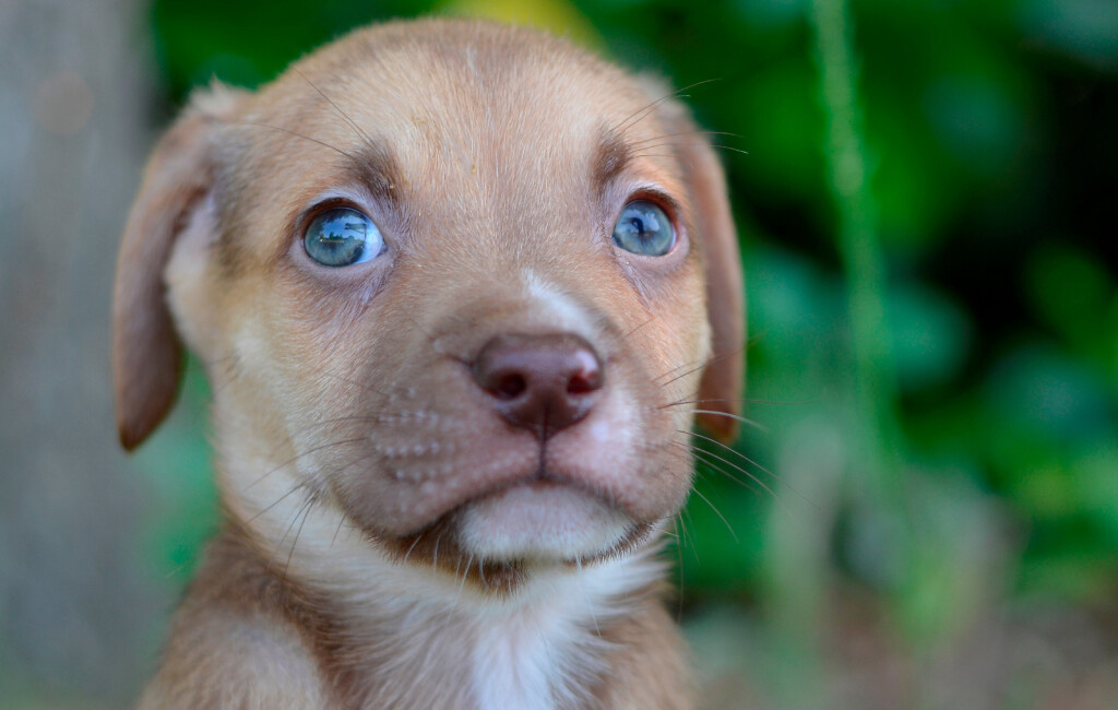 Sklonište Dumovec u subotu ima Dan otvorenih vrata - 6