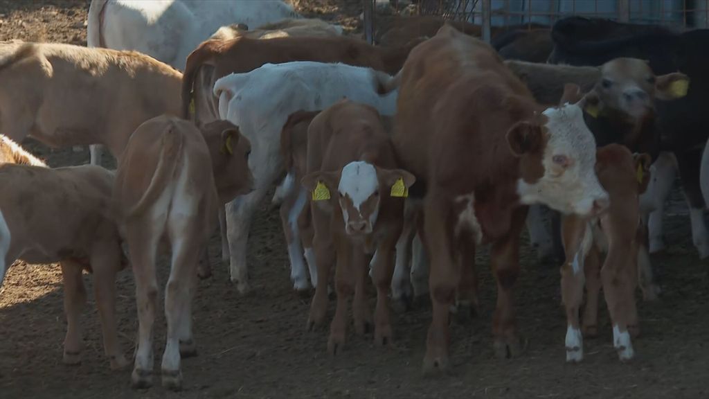 Cijepljenje protiv bedrenice - 6