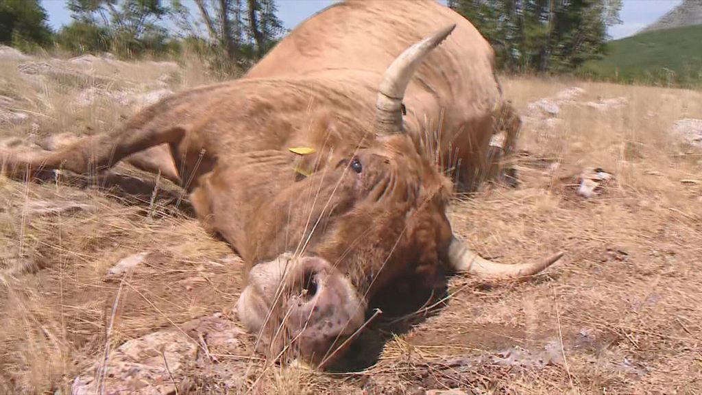 Cijepljenje protiv bedrenice - 6