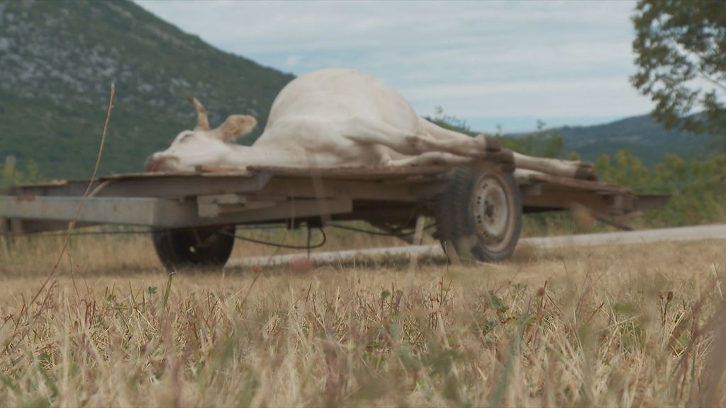 Cijepljenje protiv bedrenice - 6