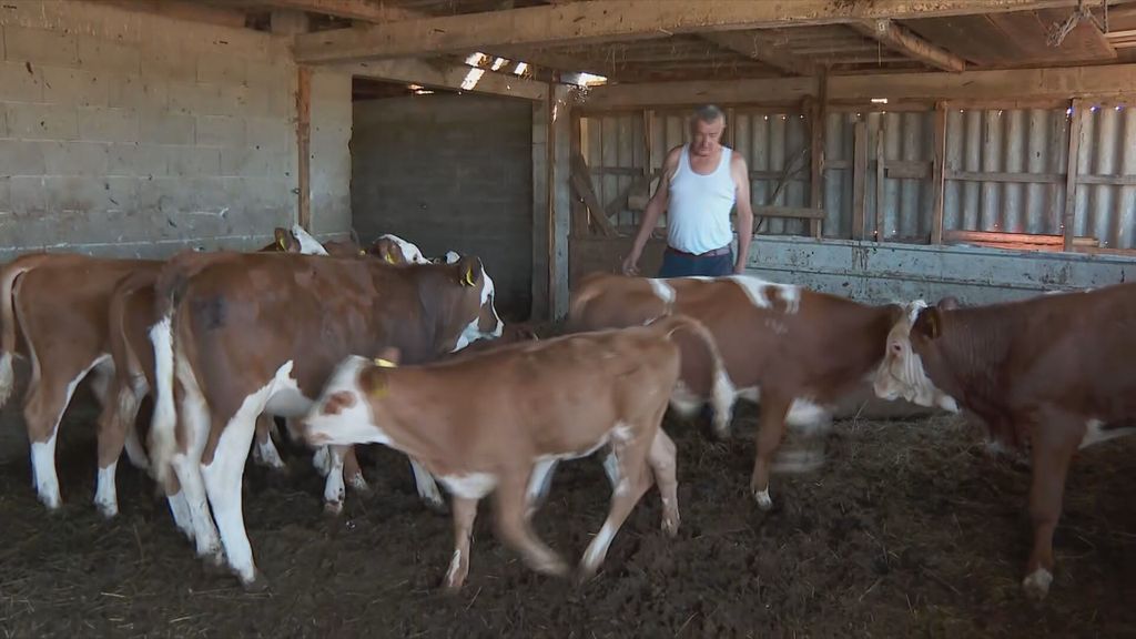 Cijepljenje protiv bedrenice - 6