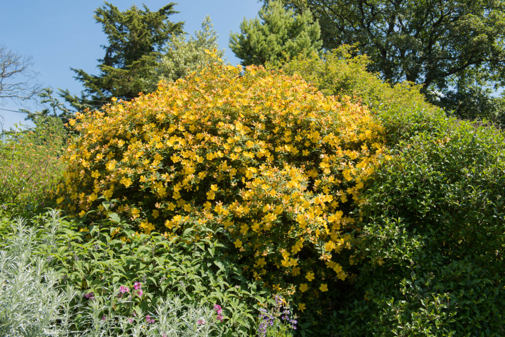 Gospina trava odlično podnosi kombinacije s lavandom, ružmarinom ili raznim ukrasnim travama