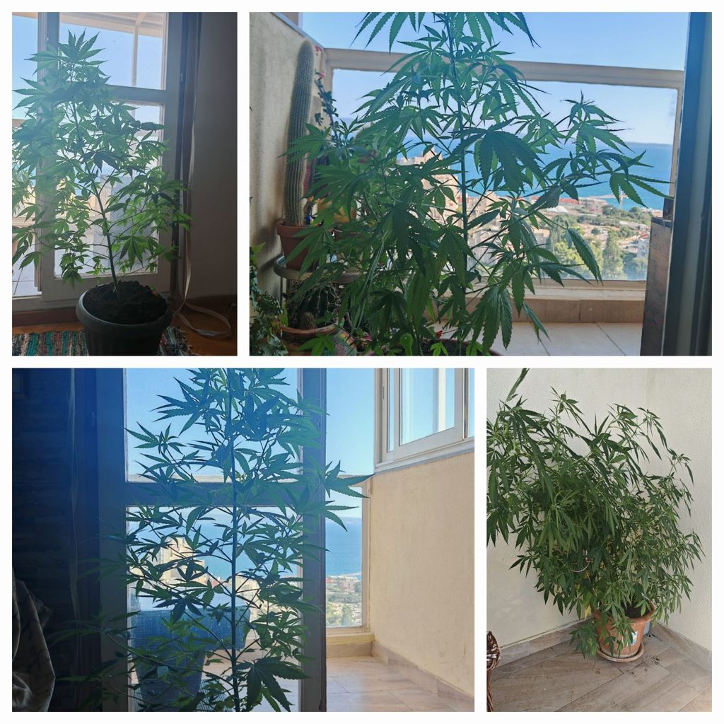 Muškarac u stanu, ilustracija