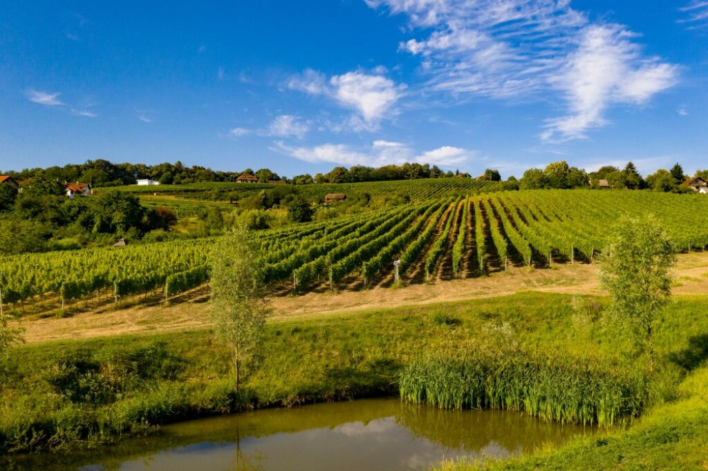 Vinograd u Popovači