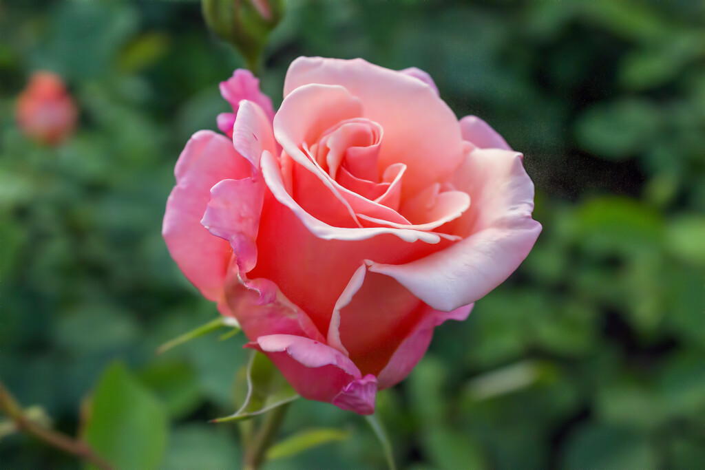 Velika Gorica ima svoju ružu – grmoliku, raskošnu, visoku biljku iz Hrvatske kolekcije ruža