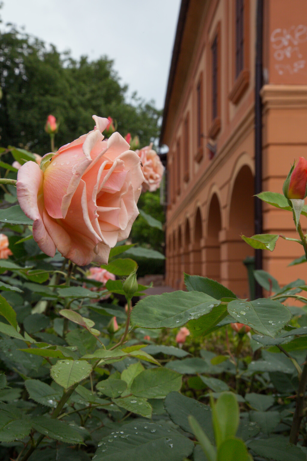 Velika Gorica ima svoju ružu koja krasi nekoliko lokacija u gradu - 5