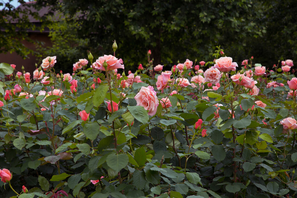 Velika Gorica ima svoju ružu koja krasi nekoliko lokacija u gradu - 8